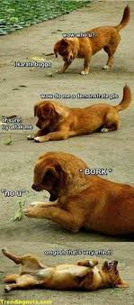 Pin By Tabi Titanic On Funny Animals Funny Dog Memes Funny Animal Memes Funny Animal Pictures