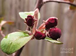 Check spelling or type a new query. Crab Apple Tree Flower Buds Photograph By Dee Leah G