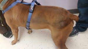 Usually, the skin in the bald areas also darkens. Why Is My Dog Losing Hair On His Sides Vetchick Com
