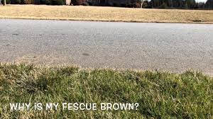We did not find results for: Why Did My Fescue Turn Brown Yellow Youtube
