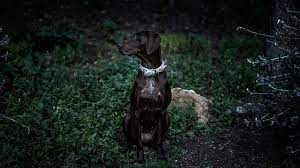 Dogs Eyes Contain A Special Membrane Called The Tapetum Lucidum Which Allows Them To See In The Dark Qchefs Hund Hundeliebe Hunde Besterhund Herzensh
