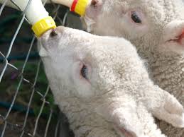 The word sheep also applies to male as well as female animals and both meat and wool producers. Feeding A Baby Lamb Thriftyfun