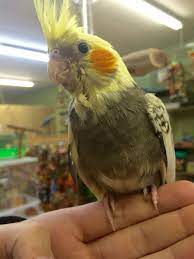 Cockatiel Baby Cockatiel Parrot Bird Cages