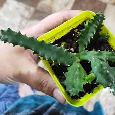 Image result for Huernia verekeri