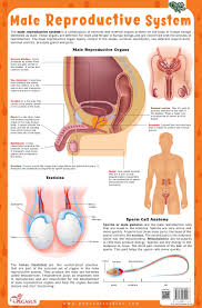 4185 results for 'male anatomy'. Buy Male Reproductive System Thick Laminated Chart Book Online At Low Prices In India Male Reproductive System Thick Laminated Chart Reviews Ratings Amazon In
