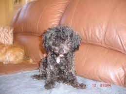 Some Havanese Have More Curly Hair Some Straighter And Silkier Havanese Dogs Havanese Puppies Havanese