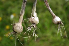 Texas distribution, attributed to u. Wild Onion Facts And Health Benefits