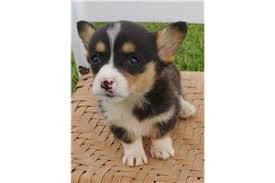 Colorado springs colorado pets and animals 350 $ view pictures. Corgi Puppies For Sale In Colorado Springs