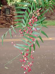 Image result for Schinus molle