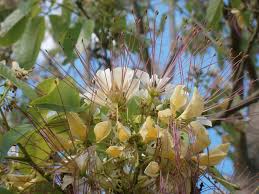 Image result for Crateva