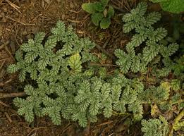Image result for Coldenia procumbens