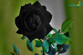 Cara menggambar bunga mawar merah berduri indahhhhh youtube. Mawar Berduri Di Tepi Jurang Pesantren Id