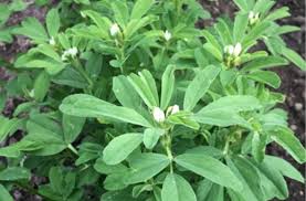 Image result for Trigonella anguina