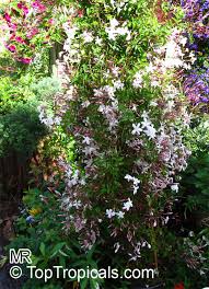 Image result for Jasminum stenolobum