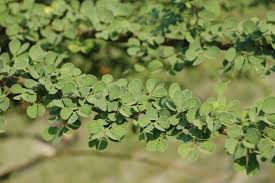 Image result for Acacia mellifera