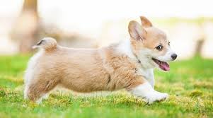 $300 to $800 depending on the quality that the breeder places on the purebred parents. Pembroke Welsh Corgi Breed Information Facts Pictures More