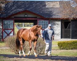Chrome Matt Wendy Wooley On Instagram It S Hard Not To Get Attached Gilberto Terrazas Taylor Made Stallion M California Chrome Stallion Thoroughbred