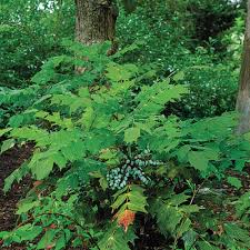 Image result for Batopedina linearifolia