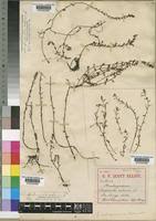 Image result for Laurembergia tetrandra