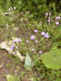 Image result for Vernonia cinerea