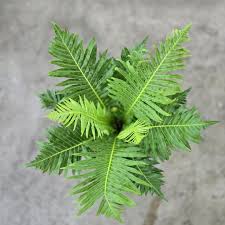 Image result for Blechnum