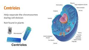 What helps in cell division in plants. Cells Ppt Download