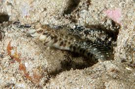 Image result for Brachyachne simonsii