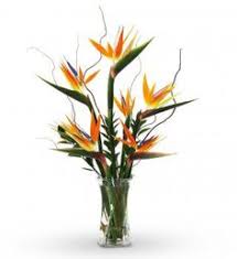 4996 w new bridge rd, fayetteville, ar 72704. 10 Kesha Krit Ideas Flower Arrangements Tropical Flower Arrangements Tropical Floral Arrangements