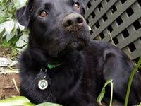 We did not find results for: 260 Elbie Ideas In 2021 Gotcha Day Larry Bird Black Lab