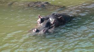 158 Rencontrer L Hippopotame L Animal Le Plus Dangereux D Afrique Cameraonboard