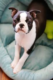 Find boston terrier puppies in canada | visit kijiji classifieds to buy, sell, or trade almost anything! Winnie Our Boston Terrier Puppy Turned 12 Weeks Old
