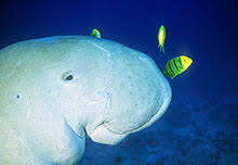 A dugong (dugong dugon) swimming in the sea © istockphoto.com / wwf. Dugong Wikipedia