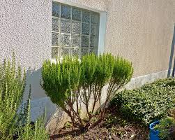 Image result for rosemary pruning