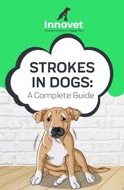 Though not an immediate, observable sign, strokes are more likely in cats when they have underlying health conditions.16 x research source clinical medicine in the dog and cat. Strokes In Dogs A Complete Guide Dog Care Pet Health Cat Illnesses