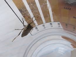 A pest in the house is a 1947 merrie melodies short directed by chuck jones. Pest Identification Photos Pest Control Canada