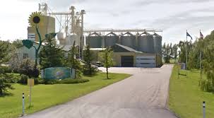 I decided to pick the below pictured bigs vlasic dill pickle seeds. Canadian Sunflower Seed Factory Closing But Spitz Brand Still Growing Cbc News