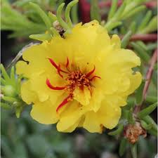 Vendita online piantine di fragole rifiorenti in cassette da 400, 500 e 700 radici frigoconservate ma anche in vaschetta da 6 piantine (disponibili da marzo) contattaci subito: Buy Portulaca Yellow Plant Online At Cheap Price On Plantsguru Com