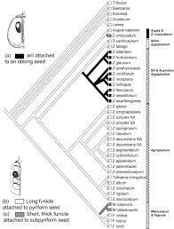 Image result for Zygophyllum leucocladum