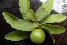 Sudah tahu khasiatnya untuk tubuh? 10 Khasiat Minum Rebusan Teh Dauh Jambu Biji Secara Rutin