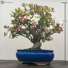 We've carefully selected the most impressive flowering bonsai trees in our collection, and every one will put on a colorful show for you most years. Crab Apple Bonsai Tree Bonsai Trees For Sale Crabapple Tree Bonsai Apple Tree
