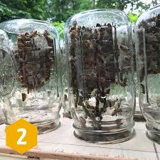 Maybe you would like to learn more about one of these? Summerhawk Ranch Mason Jar Beehive Review Spring 2020 Making Honey