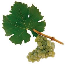 Sauvignon Blanc - Grape Varieties