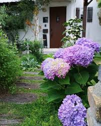 sho candy on instagram このアジサイいい色 一番に咲いた花はピンクだったけど キレイなパープルに 2枚目は娘が母の日にくれたペチュニア サフィニアアートとミリオンベル くれたときはまだ花もついてなくて 初めて花をつけたときは 娘は大喜び 笑 plants