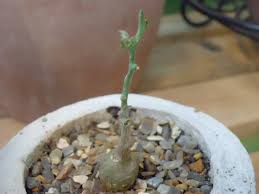 Image result for Kedrostis nana