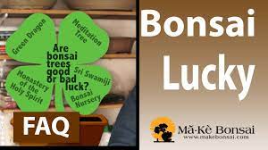 109 Are Bonsai Tree Good Luck Charms Youtube