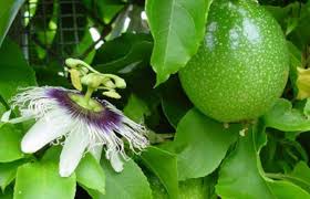 Manfaat buah markisa cukup beragam untuk kesehatan. Daun Markisa Khasiat