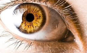 Amber Eye Amber Eyes Eyes Aesthetic Aesthetic Eyes