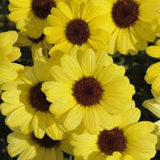 Image result for Helichrysum argyranthum