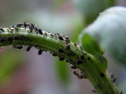 traiter les pucerons naturellement et efficacement jardins pucerons idees jardin