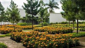 Check spelling or type a new query. Kenali Beragam Jenis Tanaman Dan Bunga Di Taman Atisiri Di Karanganyar Halaman All Tribunsolo Travel